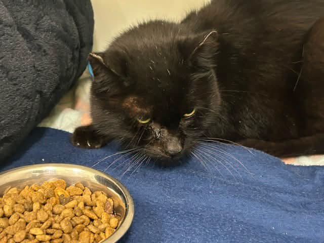 Found Cat in Georgetown