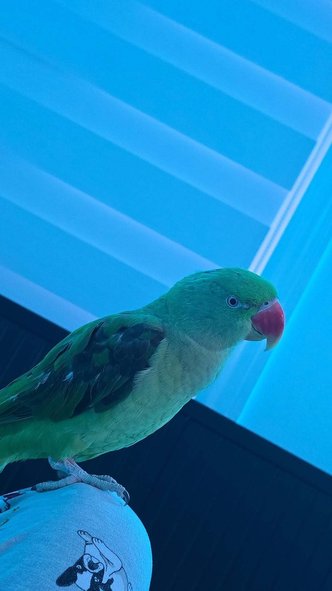 Lost Bird in Ontario
