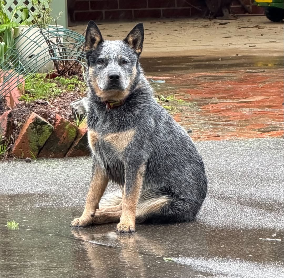 Found dog