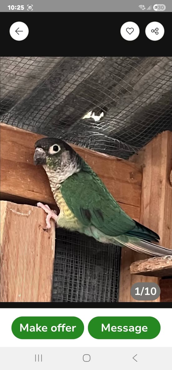 Lost bird