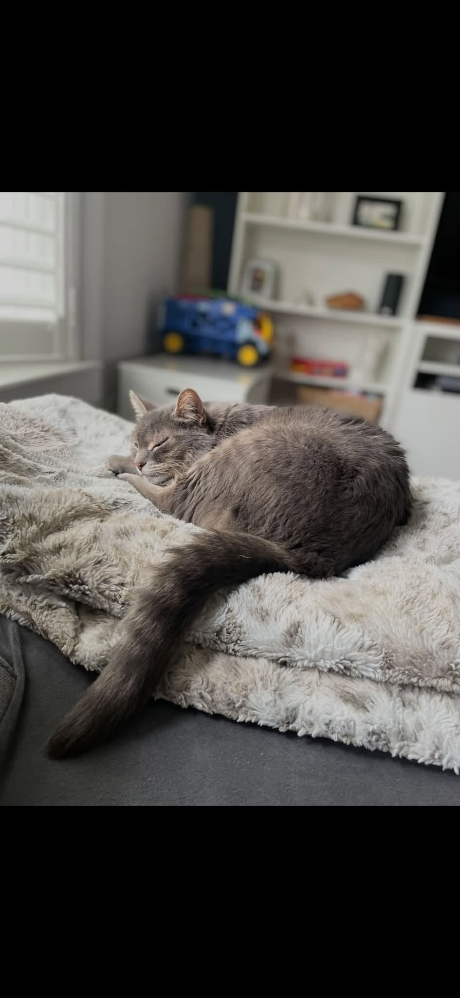 Lost Cat in Centennial And Palmer