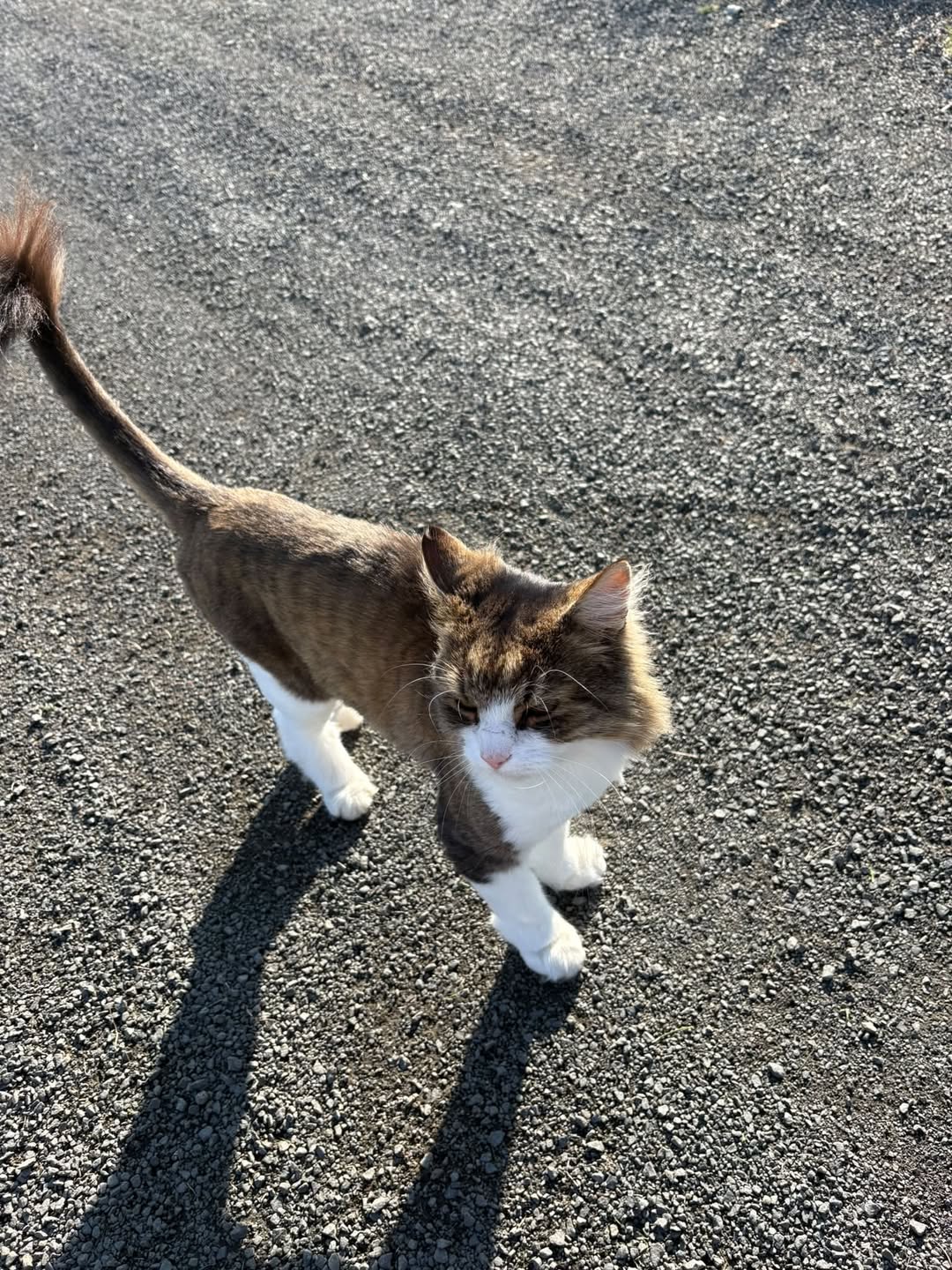 Found Cat in Akureyri