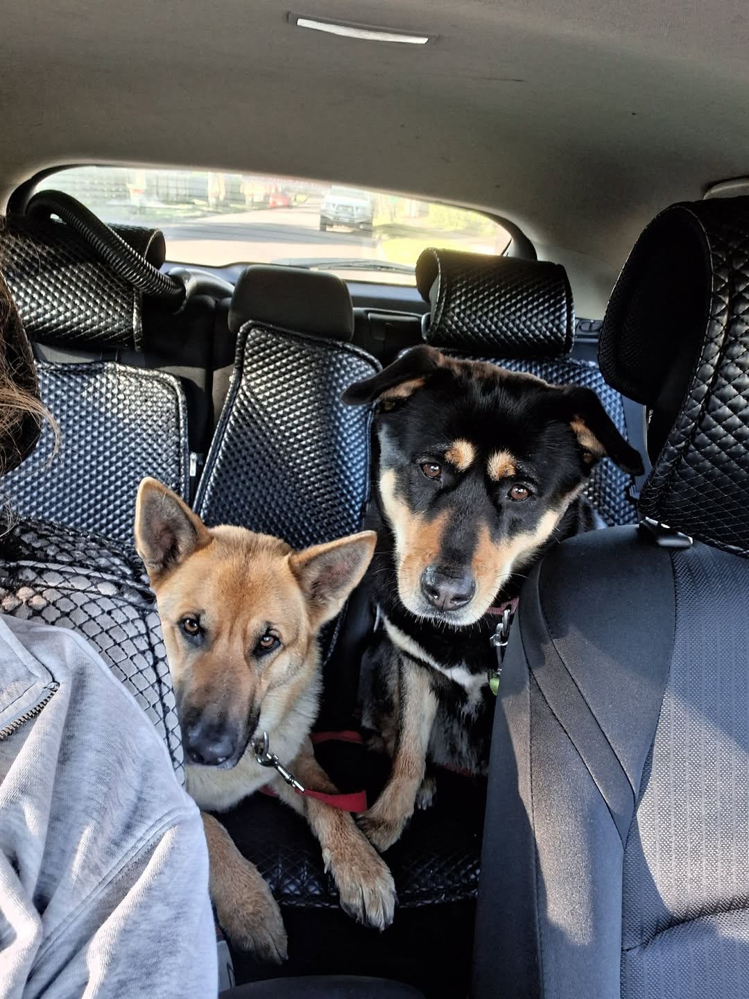 Found dog