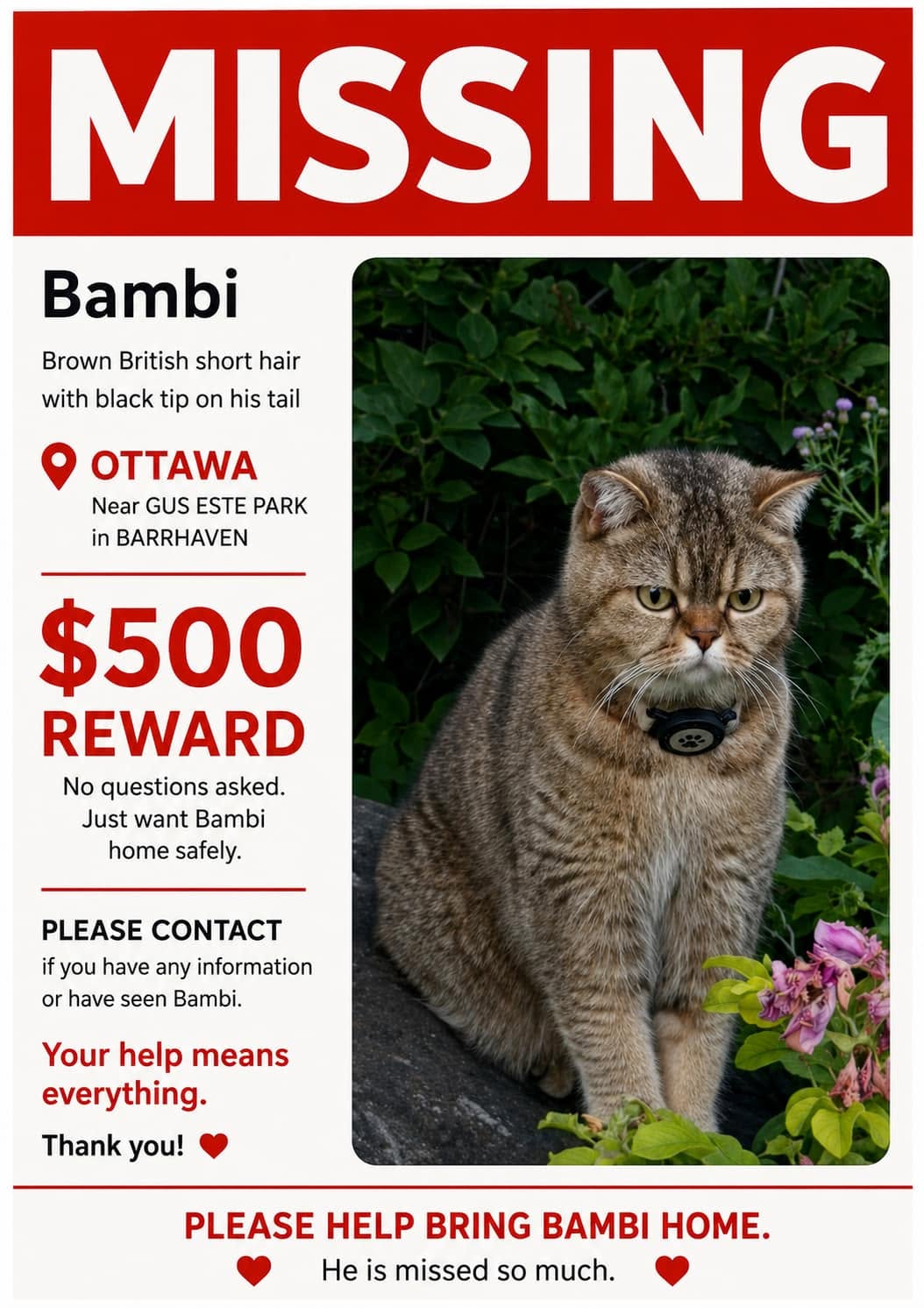 Lost cat