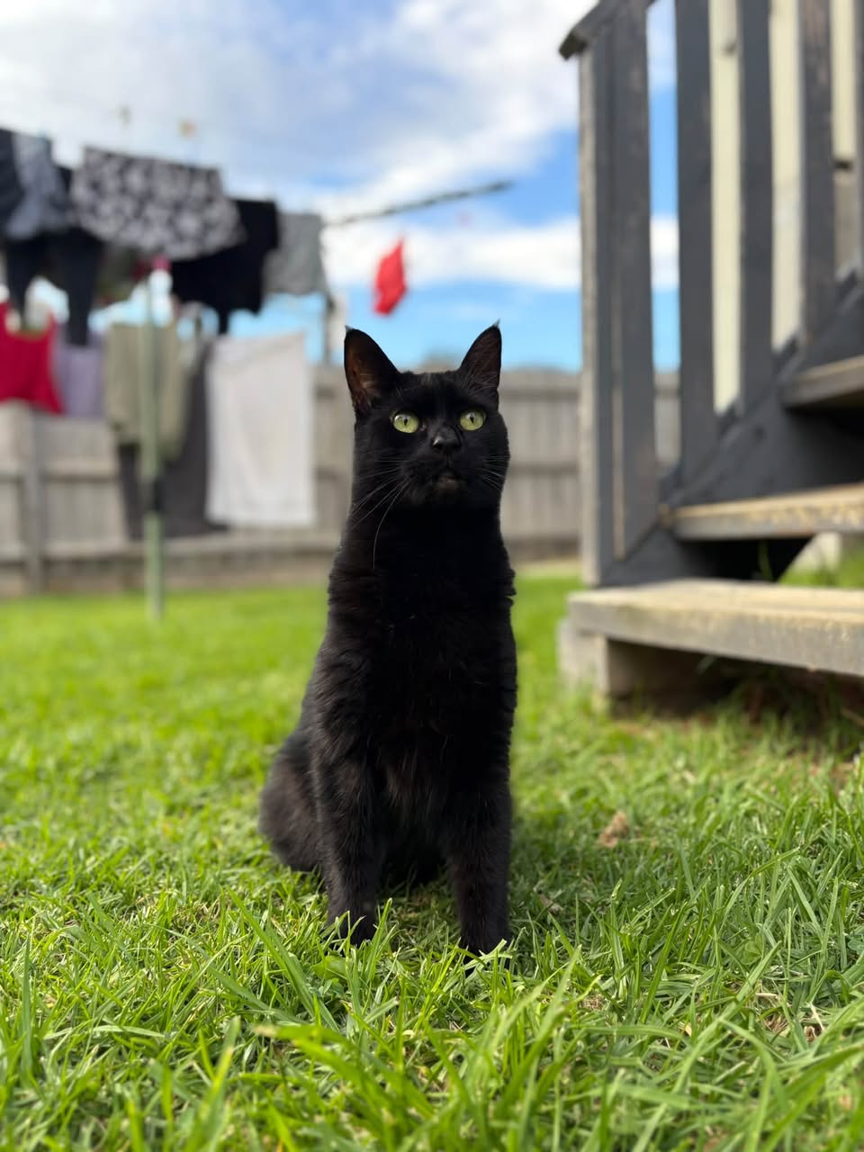 Lost Cat in Melbourne