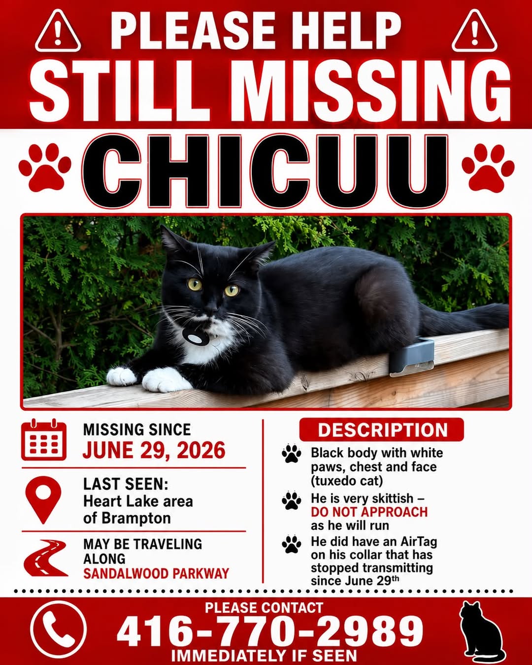 Lost cat