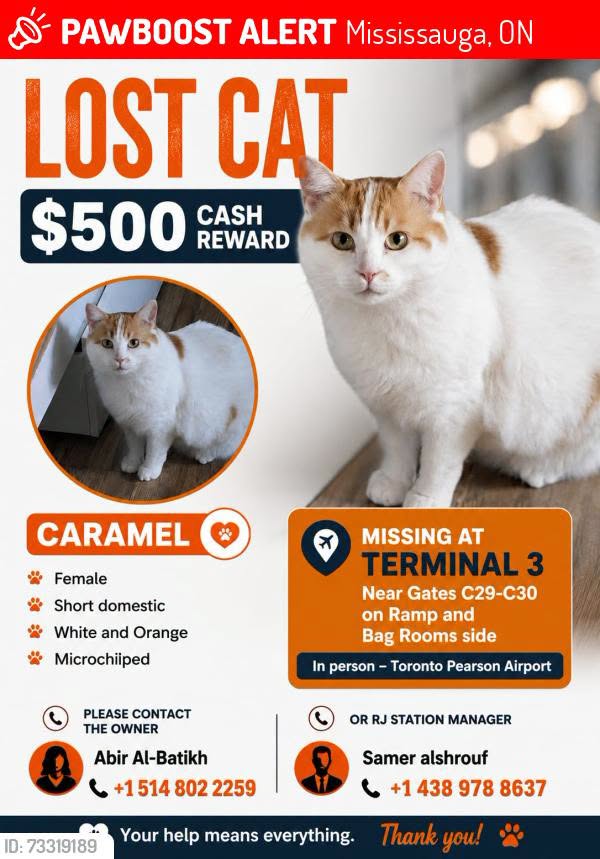 Lost cat