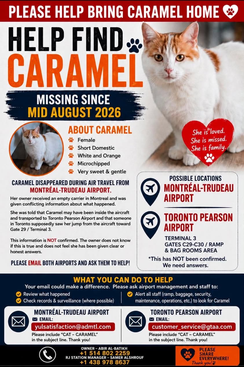 Lost cat