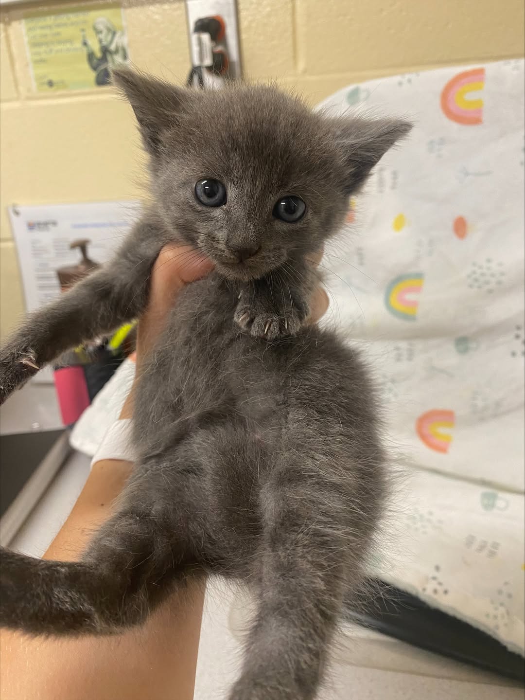 Found Cat in Ontario