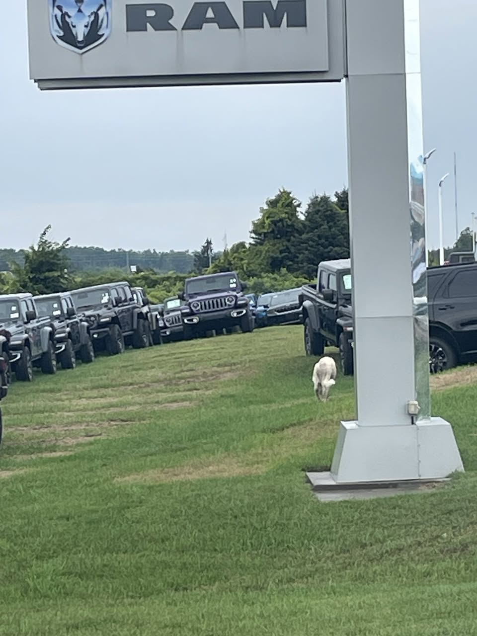 Found dog