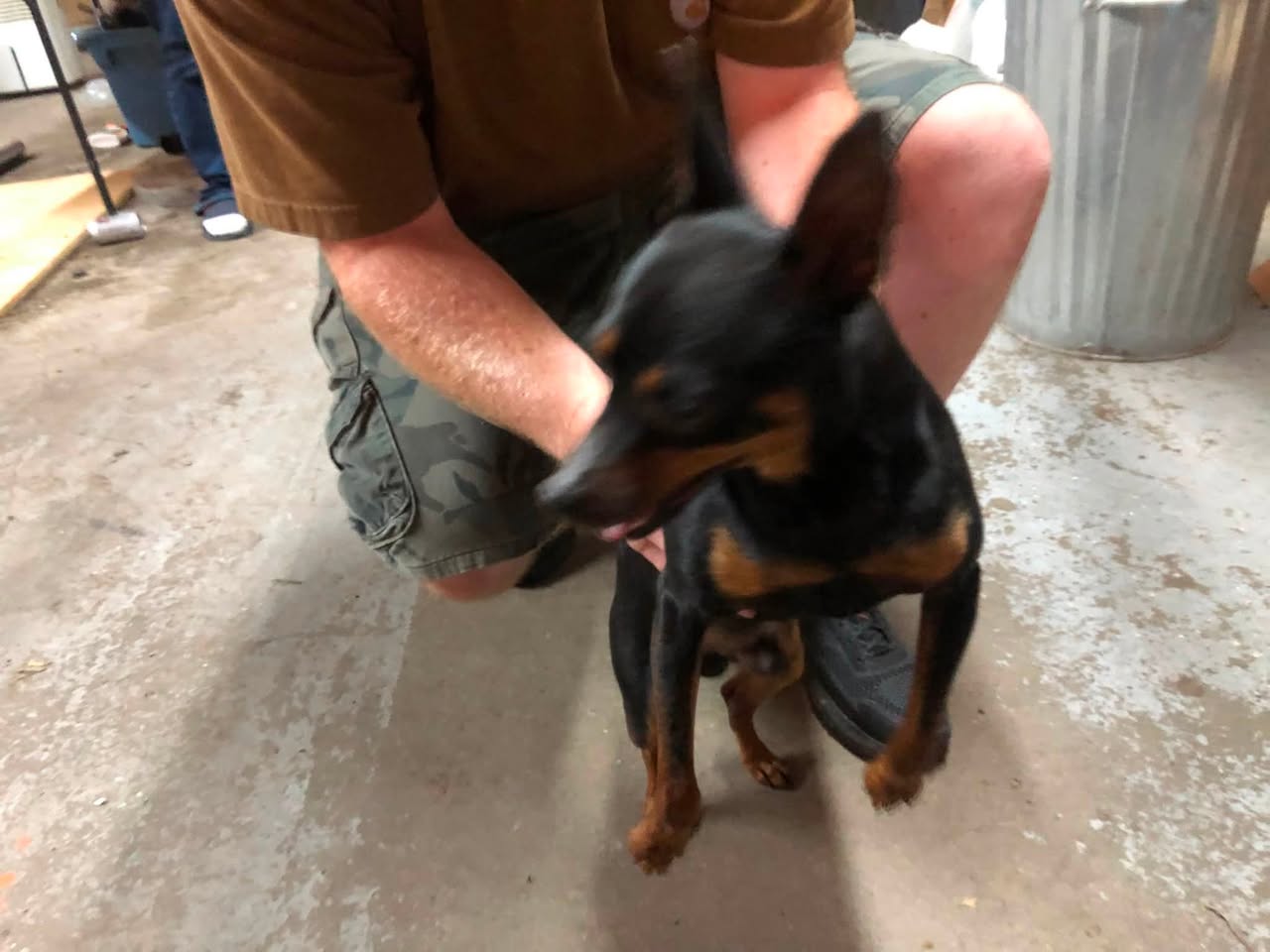 Found dog