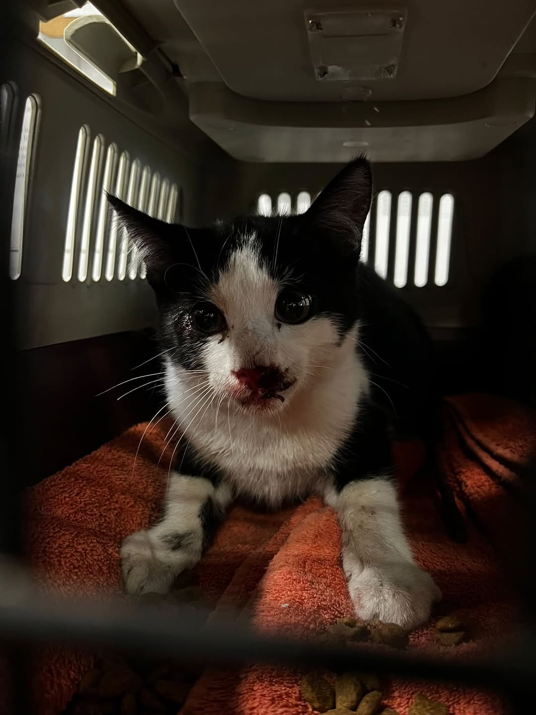 Found cat