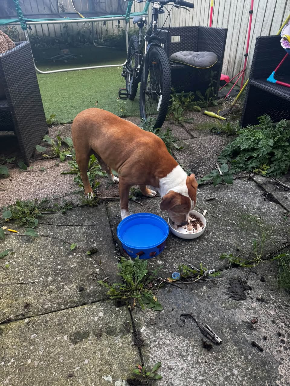 Found dog