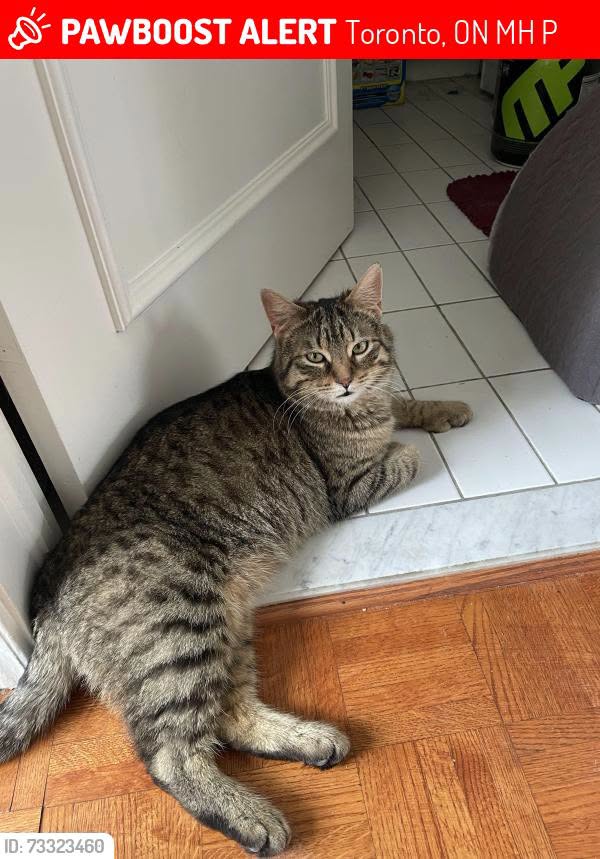 Lost cat