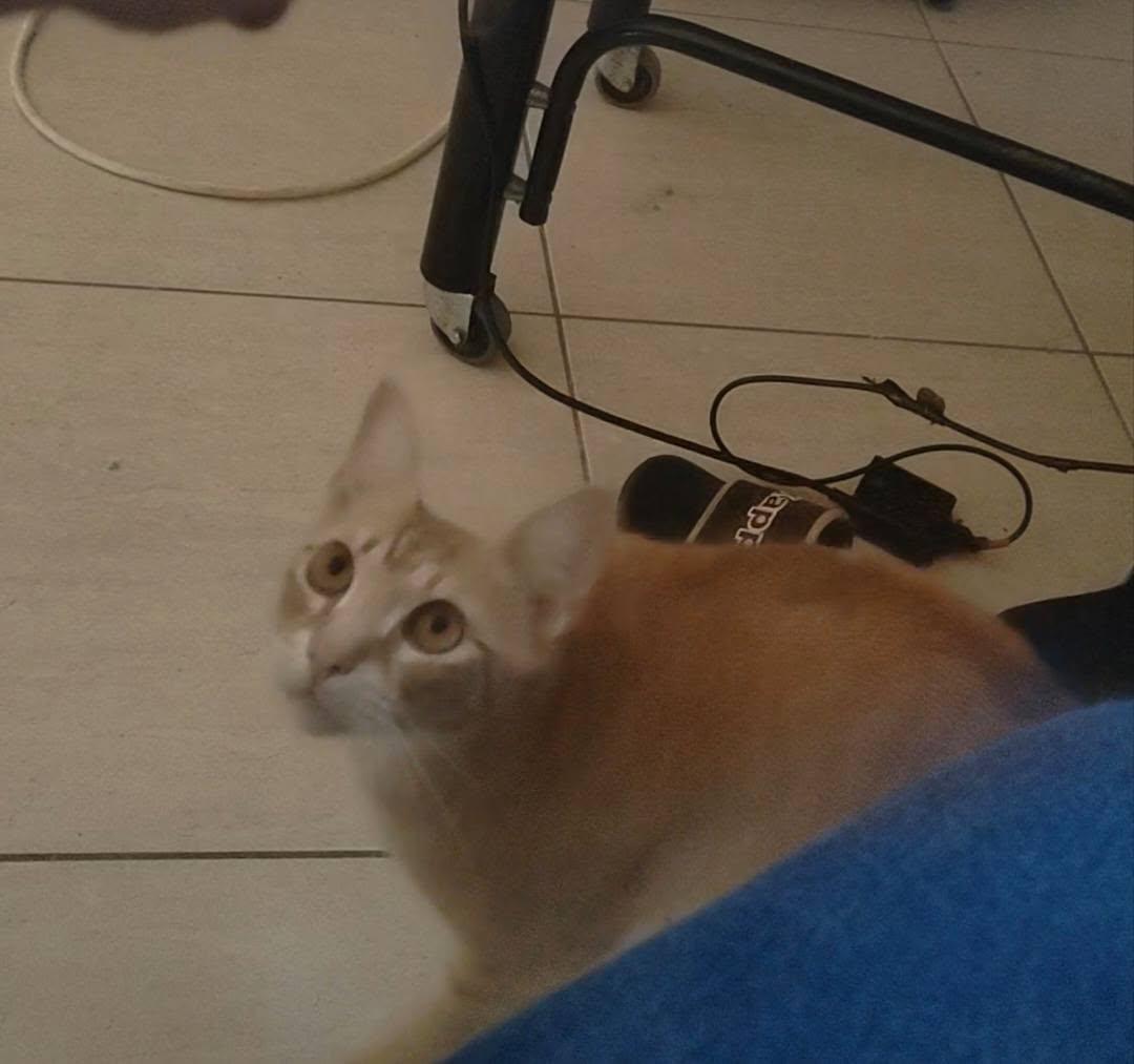 Lost Cat in Haz-Zebbug