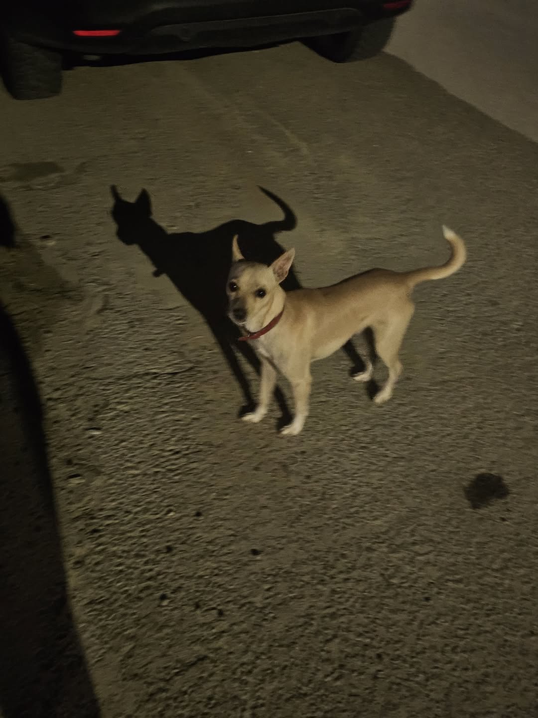 Found dog