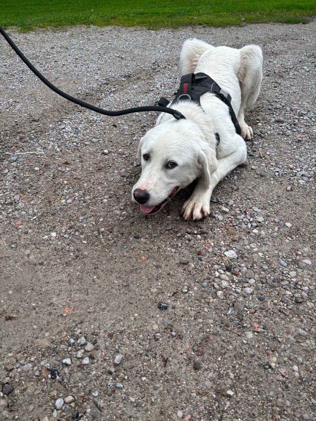 Found dog