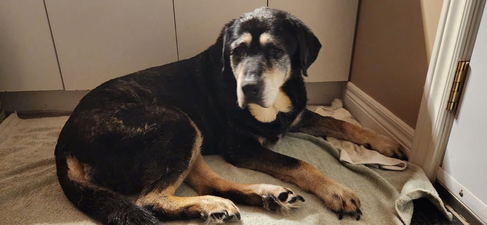 Found dog