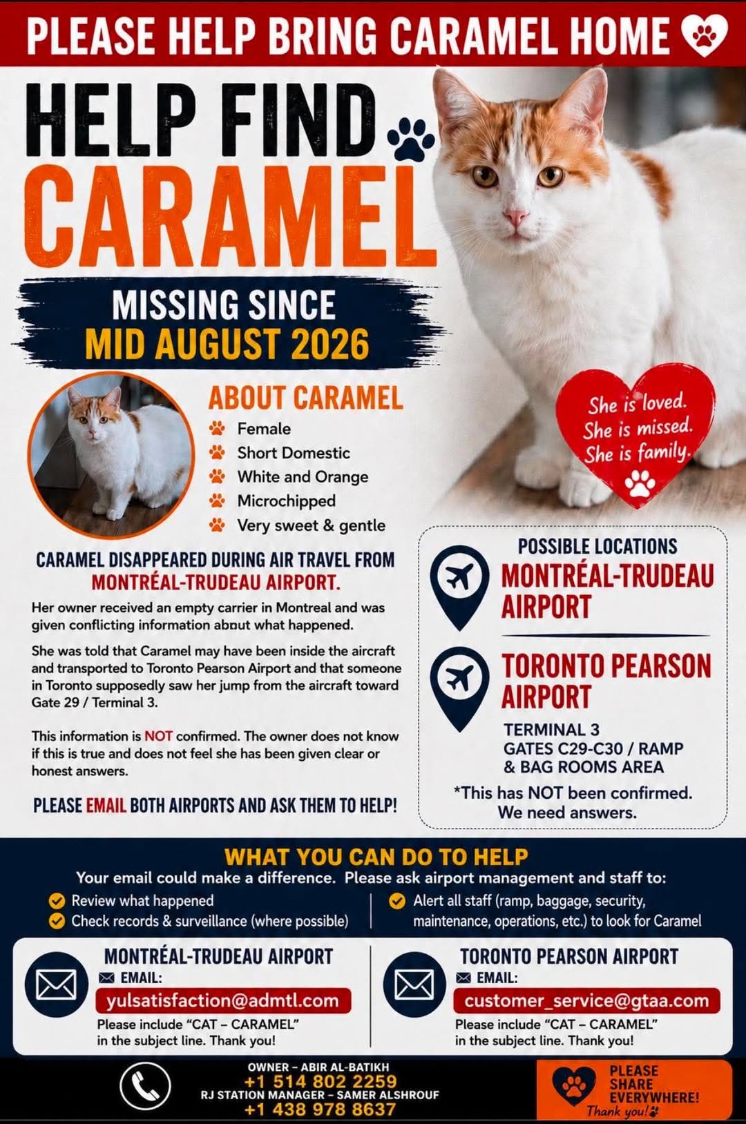 Lost cat