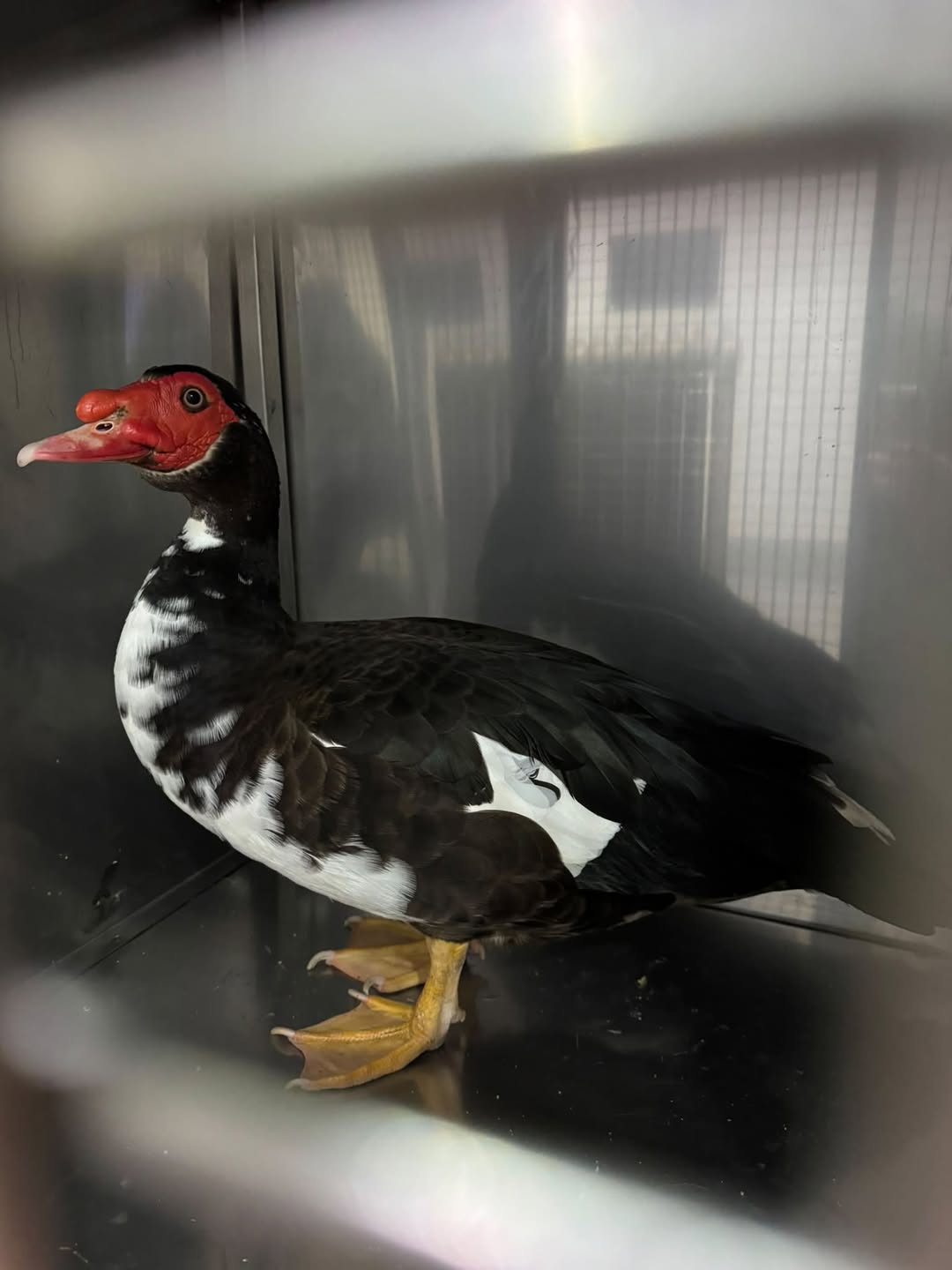 Found bird
