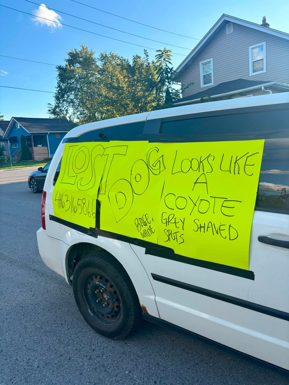Lost dog