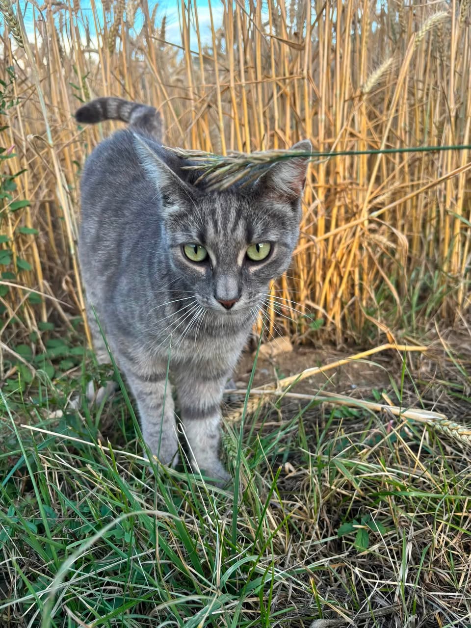 Found Cat in DöTtingen