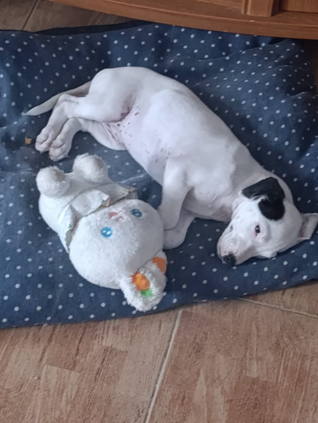 Lost Dog in Monforte Del Cid