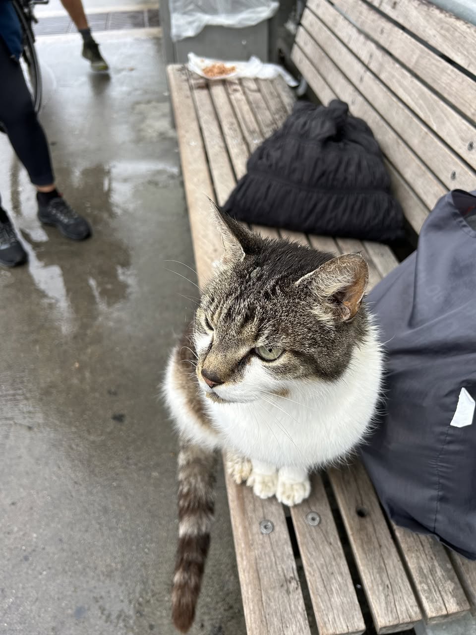 Found cat
