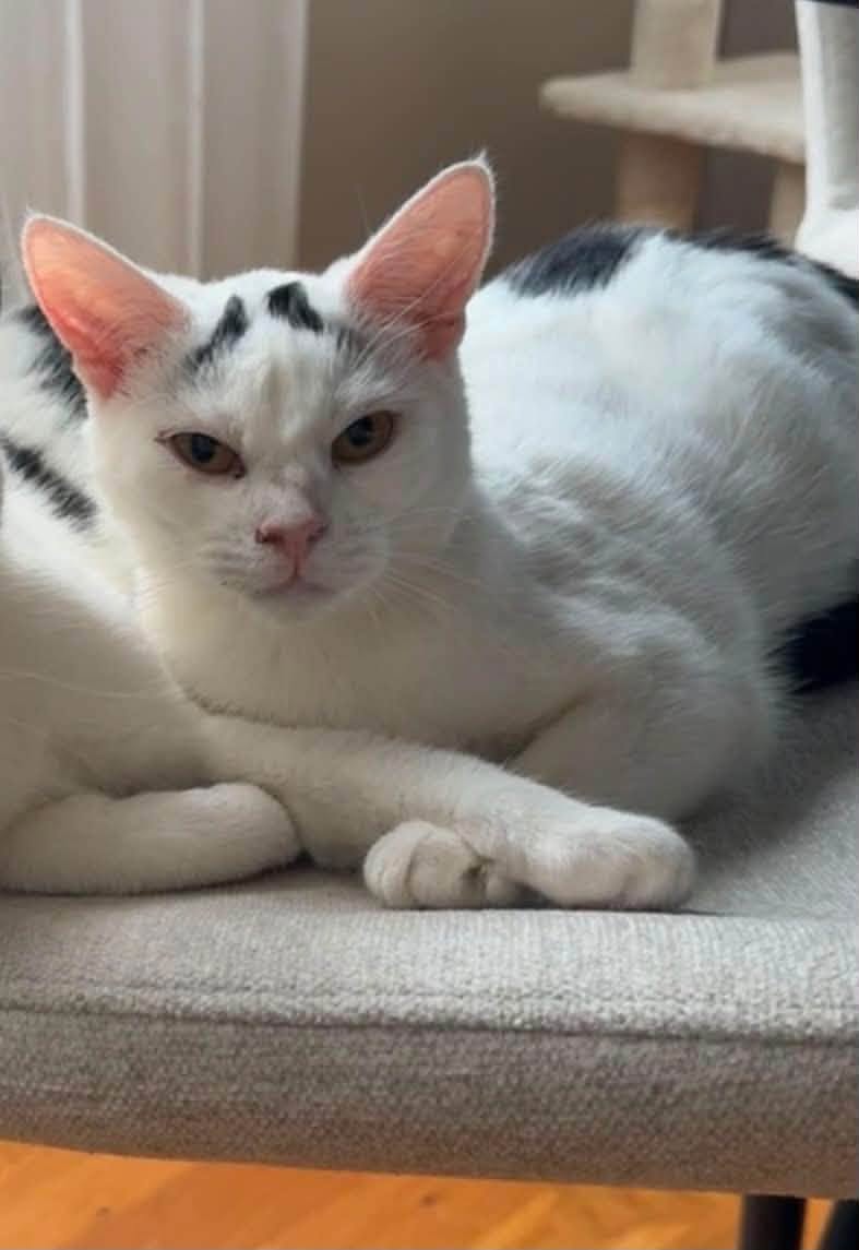 Lost Cat in Akureyri