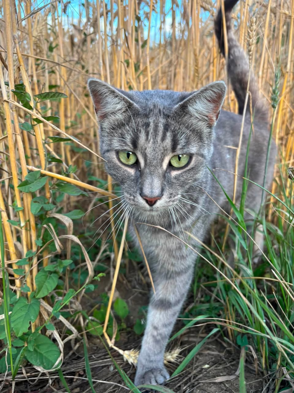 Found Cat in Zurzibiet