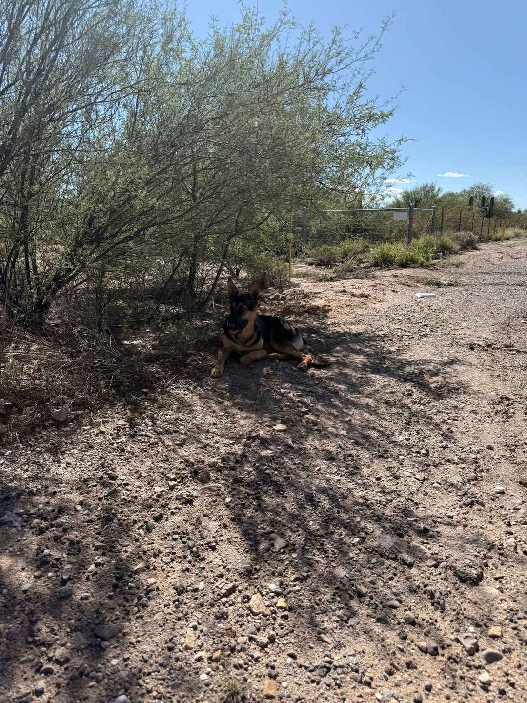 Found dog