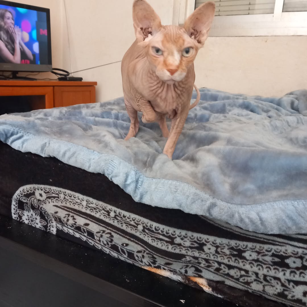 Lost cat
