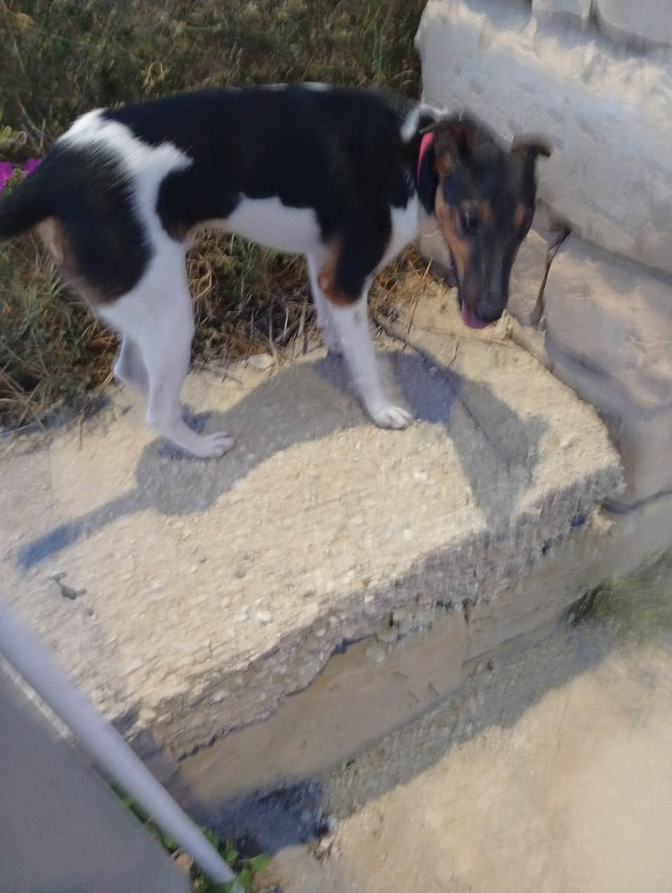 Found Dog in Mqabba