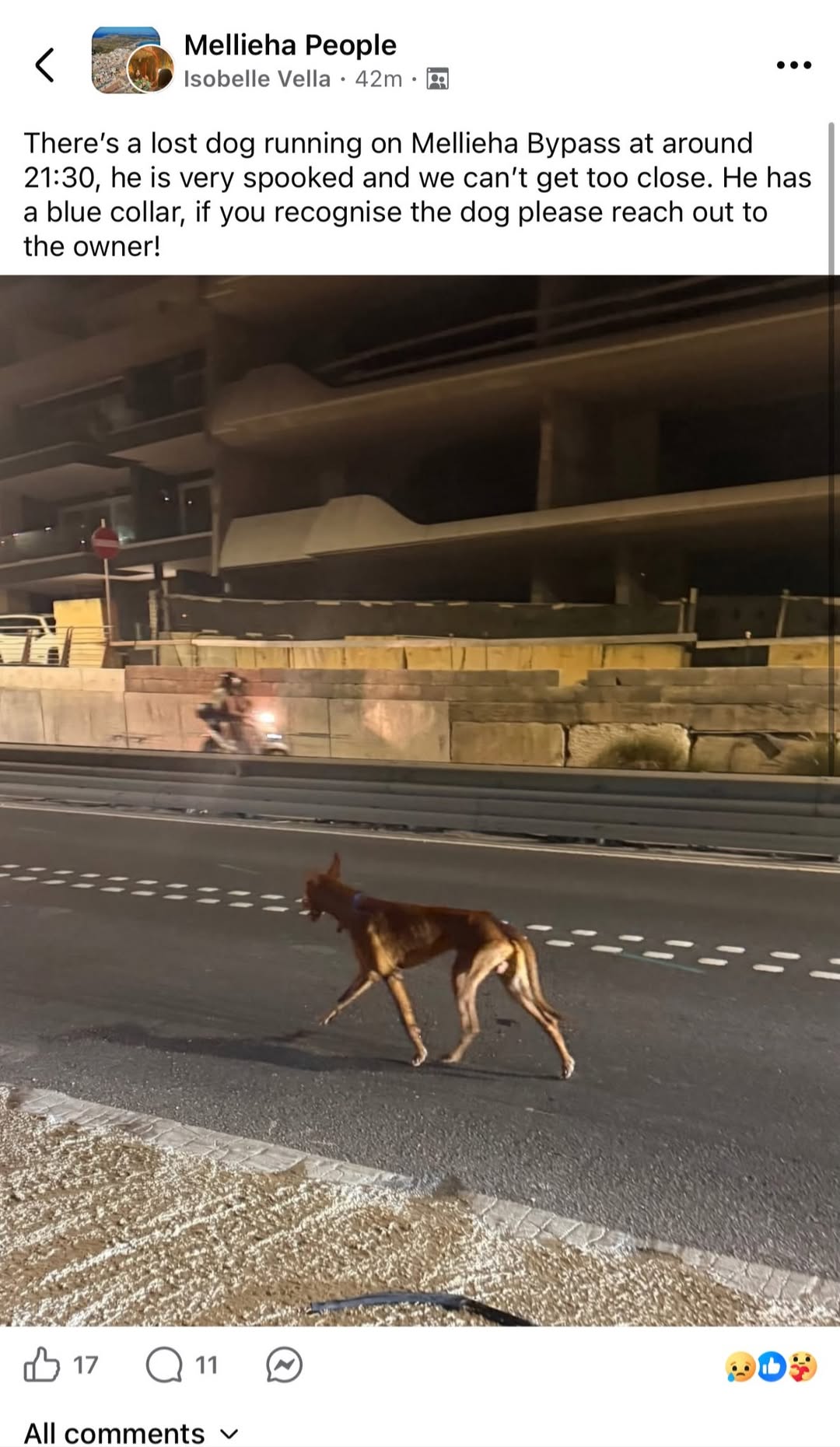 Found Dog in Mellieha