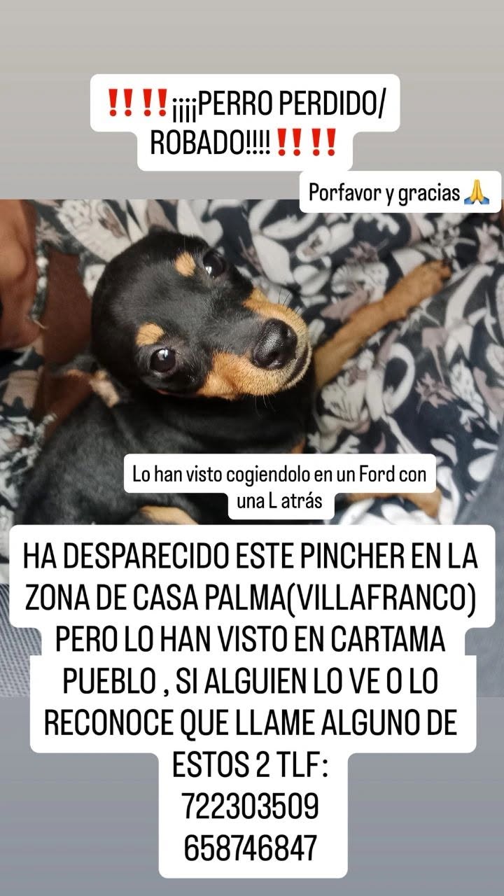 Lost Dog in CáRtama