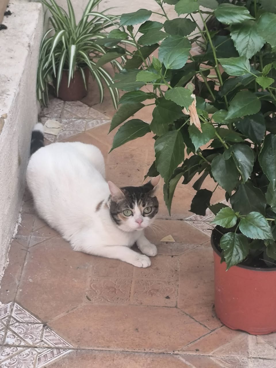Lost Cat in Qormi