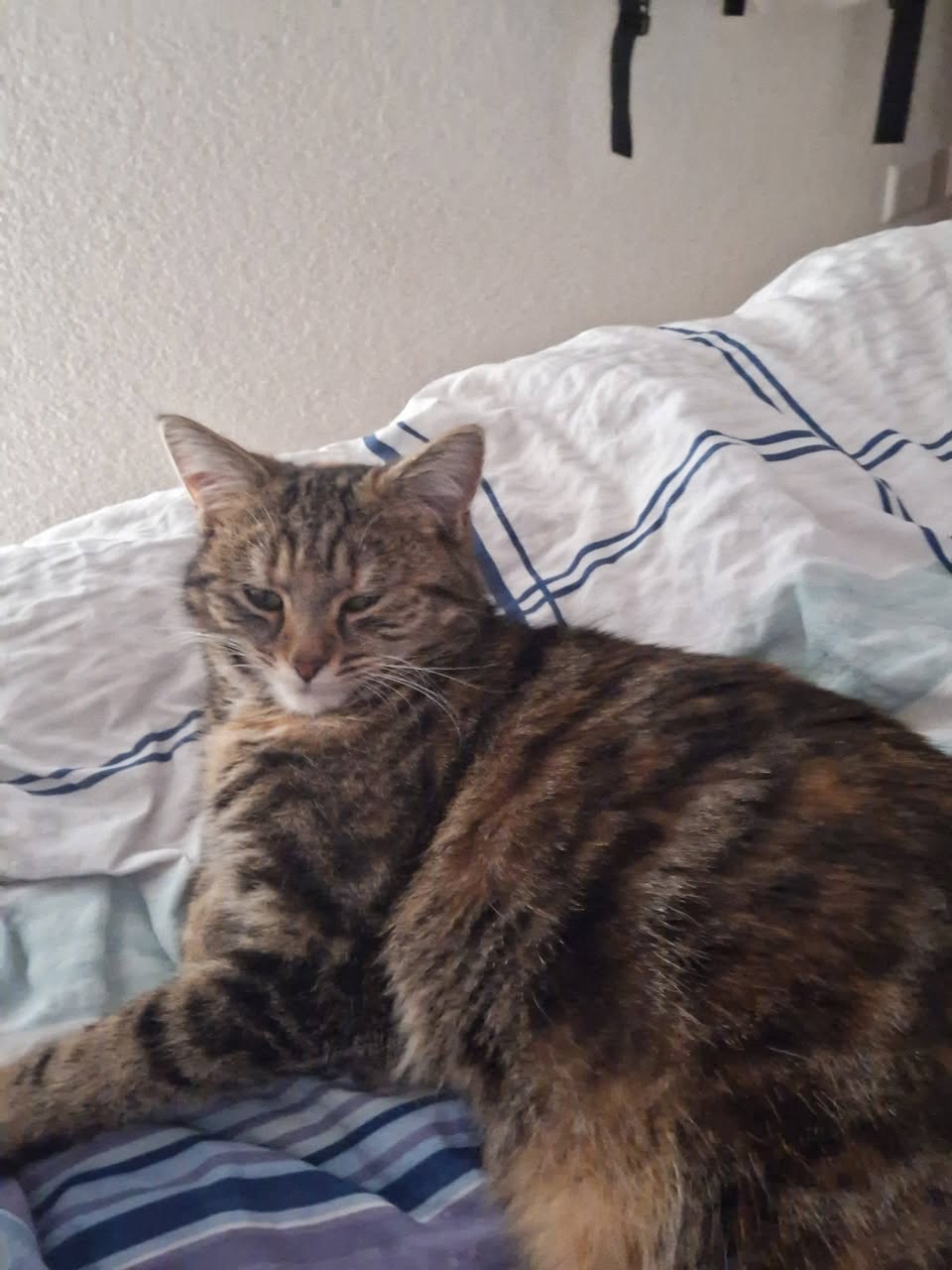 Lost Cat in Switzerland