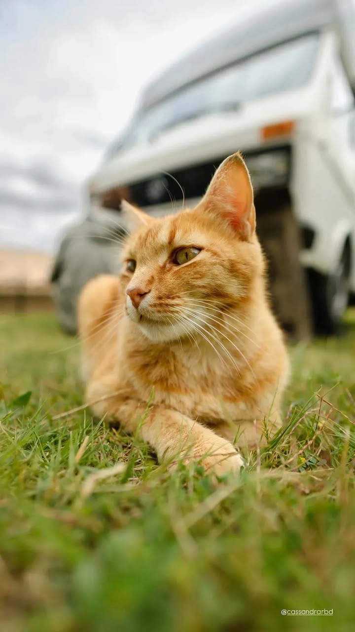 Lost Cat in ValléE De Joux