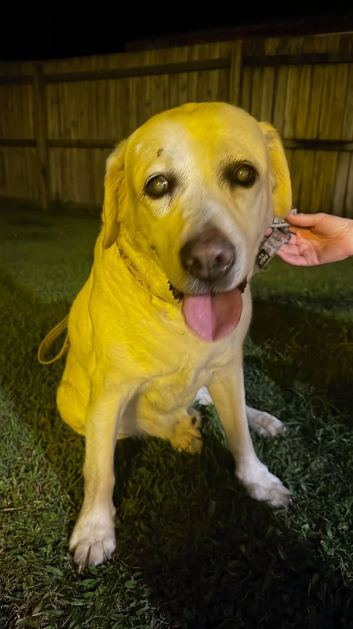 Found dog