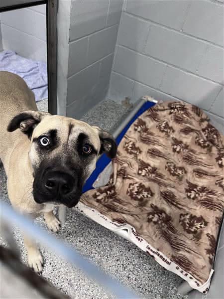 Found dog