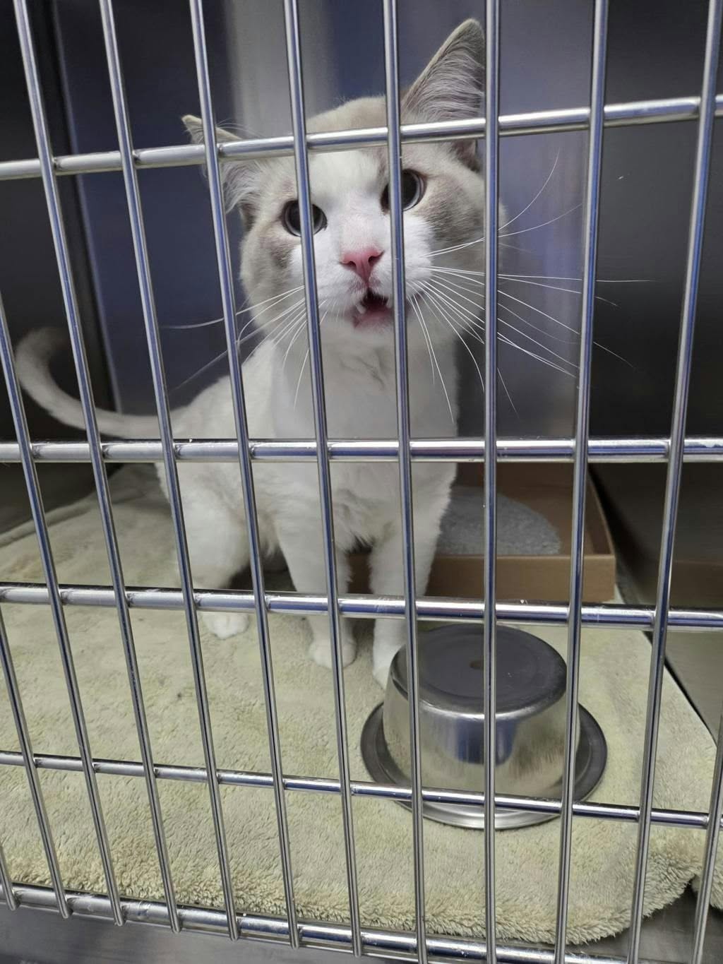 Found cat