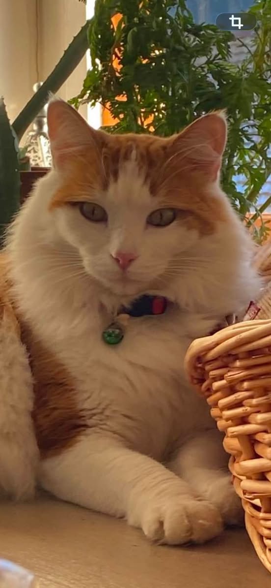 Lost Cat in NeuchâTel