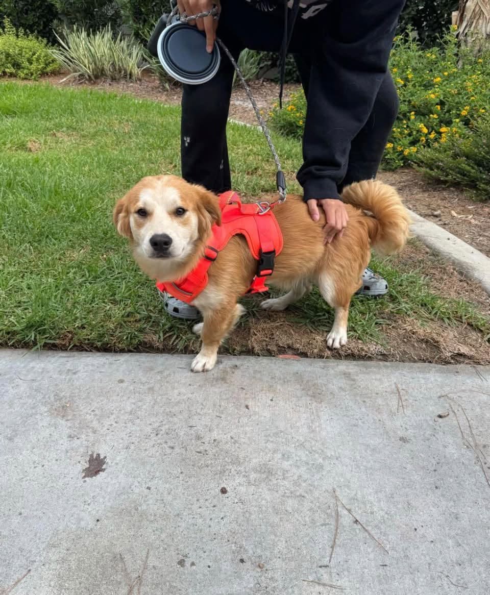 Found dog