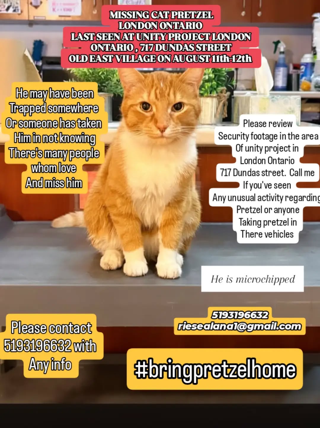 Lost Cat in London