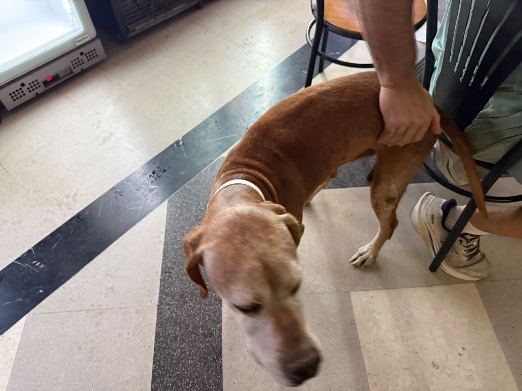 Found Dog in GħArgħUr