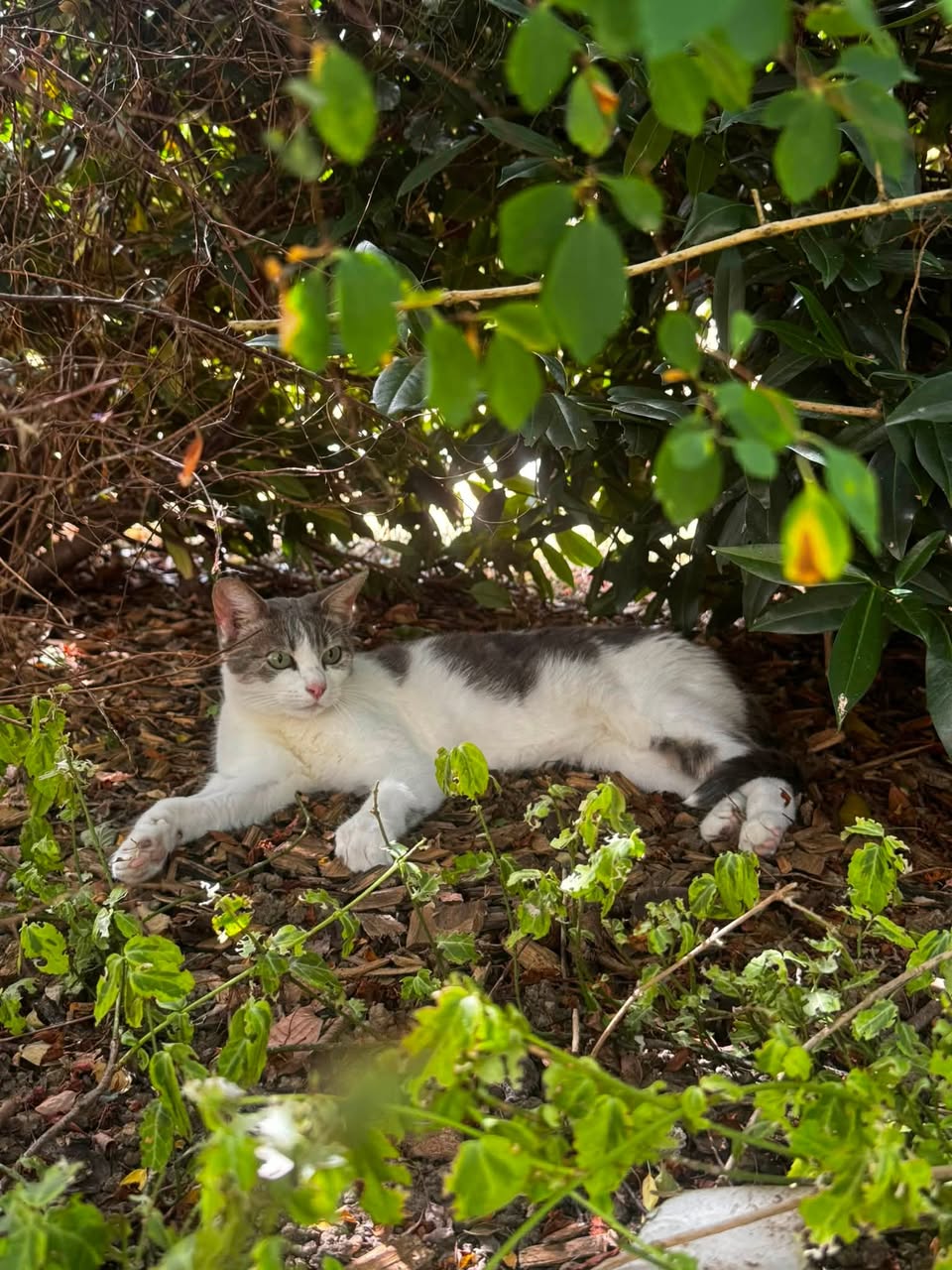 Found Cat in Switzerland