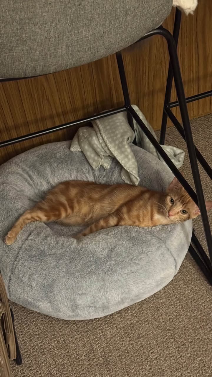Lost cat