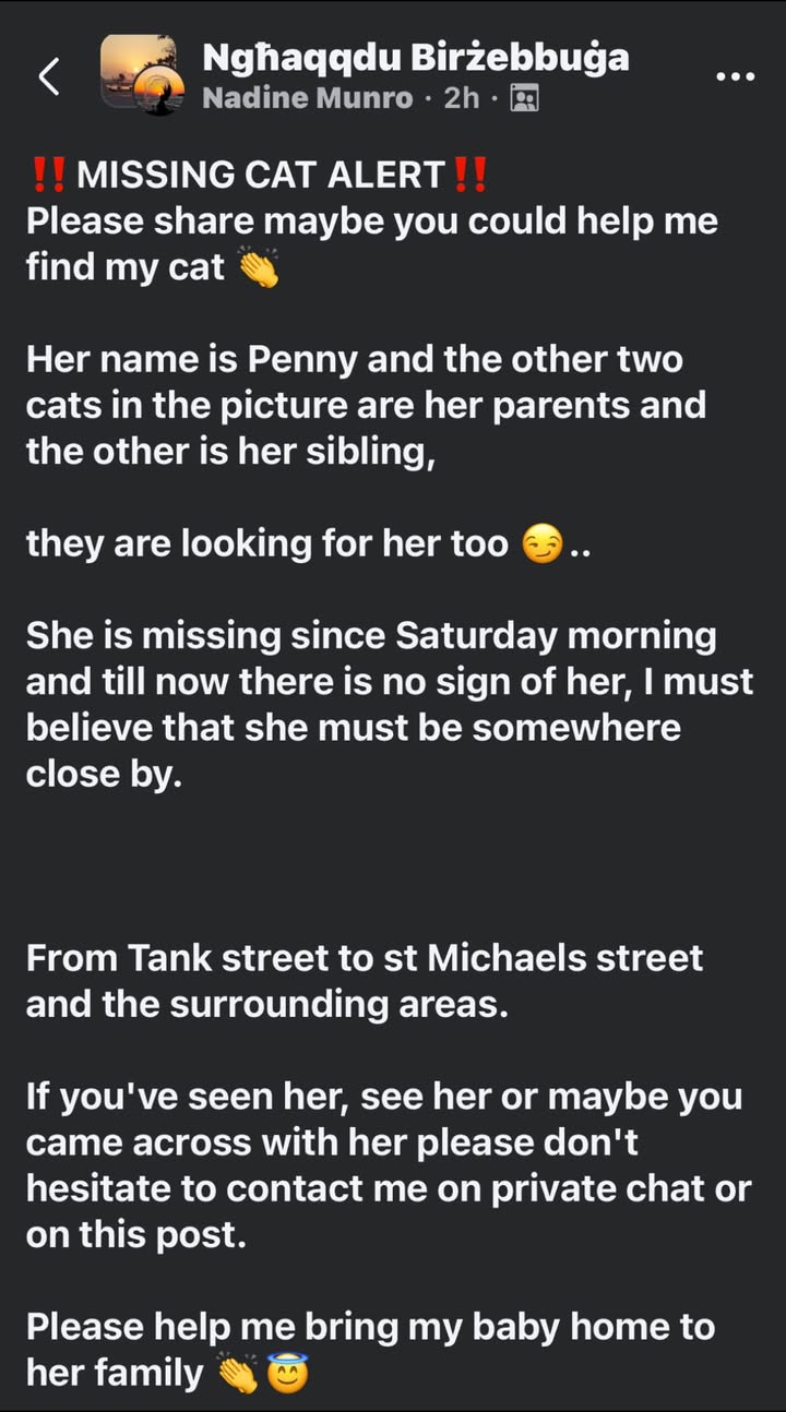 Lost Cat in BirżEbbuġA