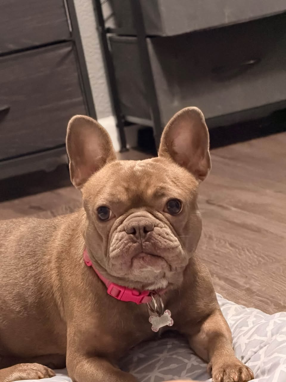 Lost dog