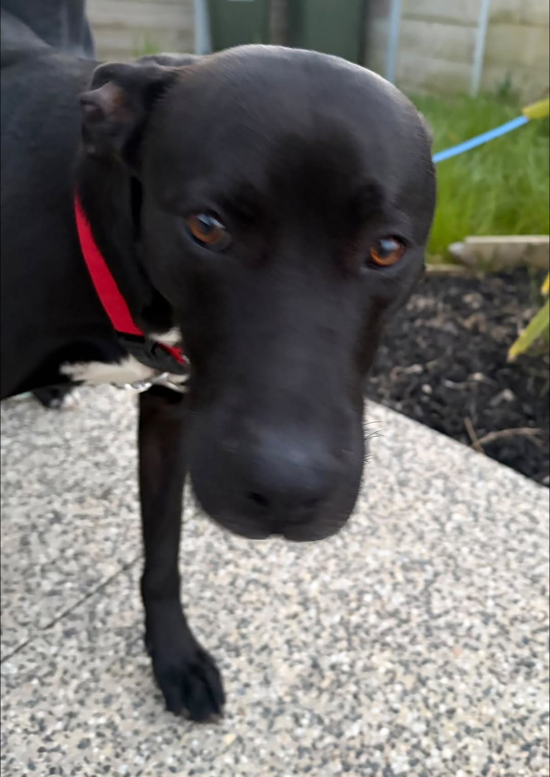 Found dog